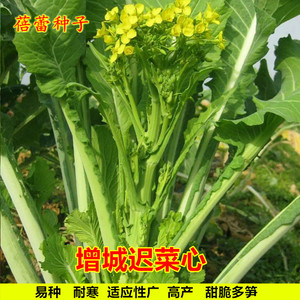 正宗增城迟菜心种子广东甜菜心白菜苔种籽菜园阳台秋冬季蔬菜种孑