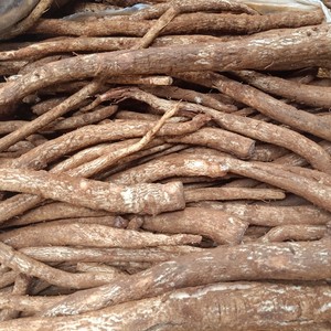 现挖现发云南新鲜马刺根野生大蓟根马刺草食用野菜蔬菜顺丰包邮