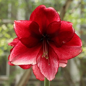 新到现货 达芙妮 荷兰大花朱顶红进口种球多年生球根花卉适宜盆栽