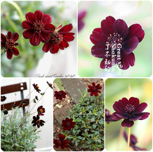 了不起的花匠-巧克力秋英 盆栽苗 多年生耐寒耐热植物 稀有植物