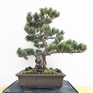 默默盆景园日本松树盆景 大阪松 五针松盆栽四季常青中品宫岛那须