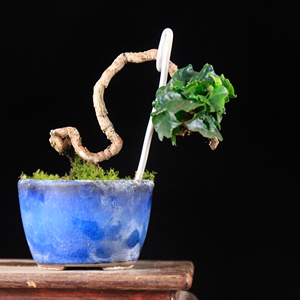 蔓青苑 龙神爬山虎 日本进口小品盆栽 绿植盆景室内盆栽