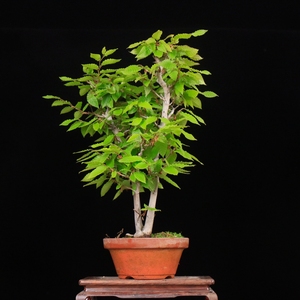 蔓青苑 岩四手 一本多杆日本进口盆景 中小品盆栽 杂木类盆景