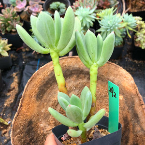 一物一拍 青星美人老桩多肉植物 绿植花卉盆栽 多头群生