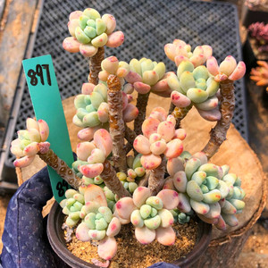 一物一拍 劳尔多肉植物 老桩大群生多肉阳台庭院绿植花卉盆栽