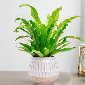 鸟巢蕨盆栽室内办公桌面盆栽净化空气吸甲醛四季常青耐热耐寒好养