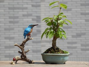 岩四手 鹅耳枥 掌上盆栽 桌面窗台阳台微型小盆景 花卉小苗素材