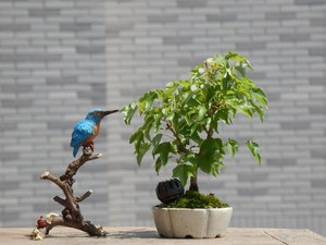 dearbigbear淘宝特选 日本 宫祥枫 宫样枫 抱石 进口 造型盆景 原生