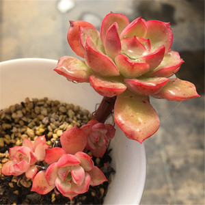 红化妆多头群生造型庄桩子多肉植物一物一拍大棚直销绿植盆栽迷你