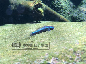 电光枝桠虾虎