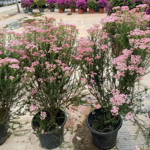 000人付款淘宝爆米花澳洲米花木本植物盆栽带花成簇