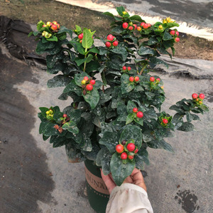 观花观果植物火龙珠红豆相思豆盆栽带果带花发货四季开花阳台庭院