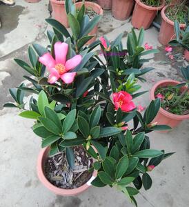 杜鹃红山茶