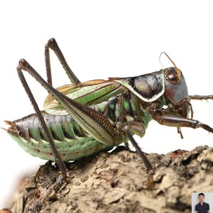 蝈蝈活 鸣虫 超大铁皮山青翡翠绿大肚子叫蝈蝈新脱活体蟋蟀活物宠