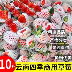 新鲜商用草莓水果10斤实惠大烘培蛋糕99甜酸硬糖葫芦云南奶茶专用