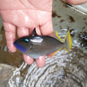 ch蓝面炮弹 海水鱼活体炮弹鱼马面鱼小丑鱼海马鱼快递发货