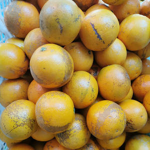 缺货 云南玉溪新平哀牢山花斑果冰糖橙新鲜水果非高原王子农产品