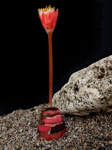 2022haemanthus unifoliatus南非珍稀球根植物血莲多年生盆栽