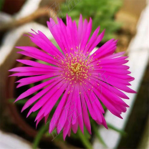 盈盈花卉 多肉植物番杏科 松叶菊 开粉色花 好养 全店满38包邮