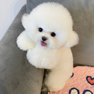 茶杯犬小狗纯种比熊犬飞耳博美幼犬宠物狗狗活物泰迪小奶狗小型犬