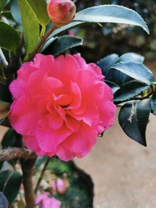 494人付款淘宝2022高清ps山茶树茶梅山茶花png免扣透明素材园林植物