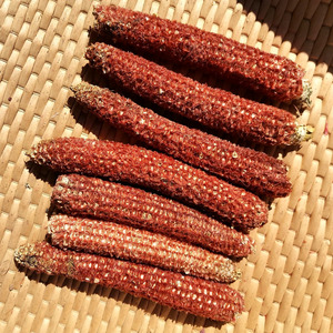 农家玉米芯玉米轴 包谷芯蘑菇培植 手工燃料饲料幼儿园材料棒子轴