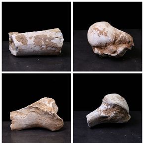 骨头化石原石 天然古生物化石原石 标本 和政生物群动物化石