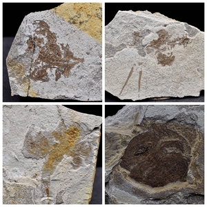 天然白垩纪鲎虫昆虫化石古生物化石三眼虾化石地质科普教学标本