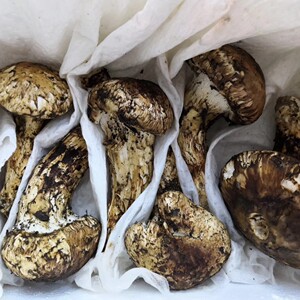 2021现货四川野生新鲜松茸2级开花自留实惠款小金松茸非香格里拉