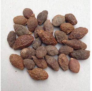 中药材胖大海安南子大洞果 通大海大海榄250克