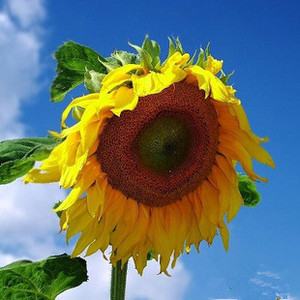 种子 法国食用向日葵 花种子/葵花子/盆栽 蔬菜瓜果花卉/春夏播