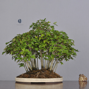 日本原盆 意境之美  丛林造型 小叶唐枫 小品盆景盆栽