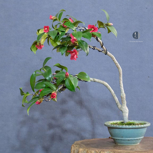 茶梅盆景日本