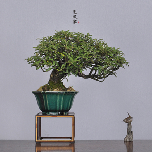 日本原盆 鸿阳盆 临水造型 姬山椒 花果类小品盆景盆栽