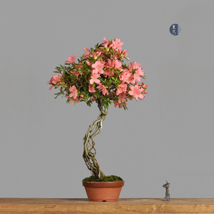 日本原盆 皋月杜鹃 高提根 文人造型 金竜 中品盆景
