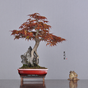 日本原盆 石附 优雅树形 完整小景 红千鸟 小品盆景盆栽