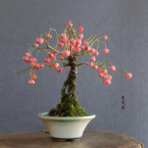 日本原盆 硕果累累 提根大树造型 真弓 小品一手托盆景