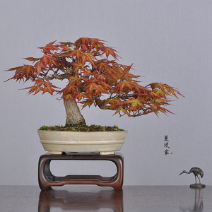 日本原盆 飘逸动感 特殊品种 红千鸟 小品一手托盆景盆栽