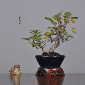 日本原盆 优秀花果类 姬苹果 姬美好 中小品盆景盆栽合辑