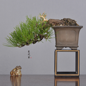 日本原盆 动感临水造型 三河黑松 松树 小品盆景盆栽