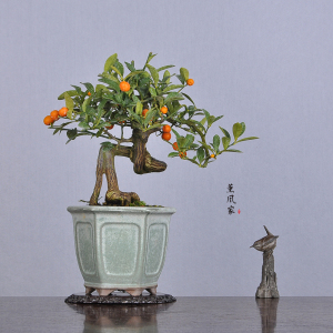 日本原盆 雅风参展级 提根大树造型 金豆 小品盆景盆栽0人付款25000.