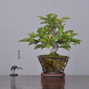 日本原盆 优秀花果类 姬苹果 姬美好 中小品盆景盆栽合辑