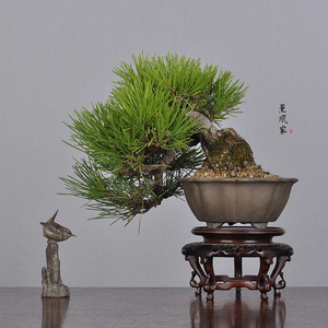 日本原盆 临水造型 三河黑松 松树 小品盆景盆栽