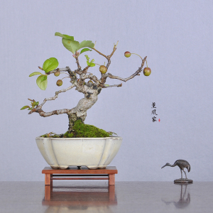 日本原盆 临水造型 深山海棠 小品盆景盆栽 无需授粉