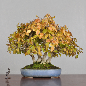 日本原盆进口 丛林造型鹅耳枥 岩四手盆景 盆栽