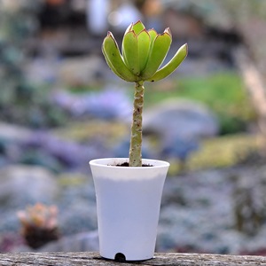 熊童花月 多肉植物 彩云之南多肉 花婆婆基地多肉 满20发货 舞娘