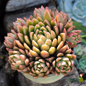 金蜡东云 多肉植物 彩云之南多肉 花婆婆多肉 基地肉肉 金蜡东云