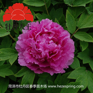 洛阳红牡丹