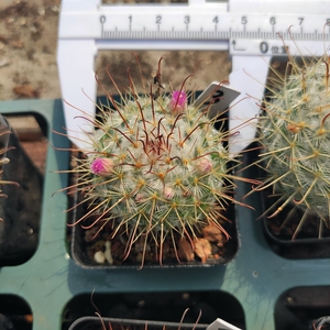 丰明丸 星球属多肉植物 仙人球 一物一拍 带盆发货