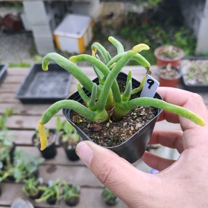 碧光环小兔子 小萌物多肉植物番杏科 一物一拍老桩带盆发货